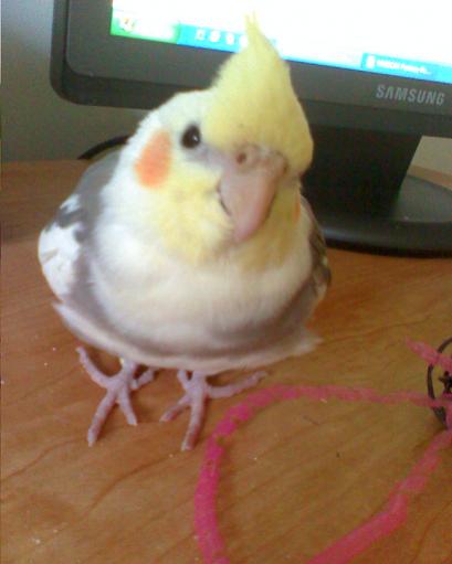 Cody poses

October 20, 2008

This is when i was making that little sprite of him. Not the tailow one, but the simple 20x20 one... He's about four mon