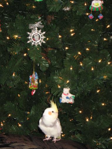 Cody's First Christmas

December 25, 2008

Cody sitting below the tree on Christmas morning! He's eagarly awaiting his presents!