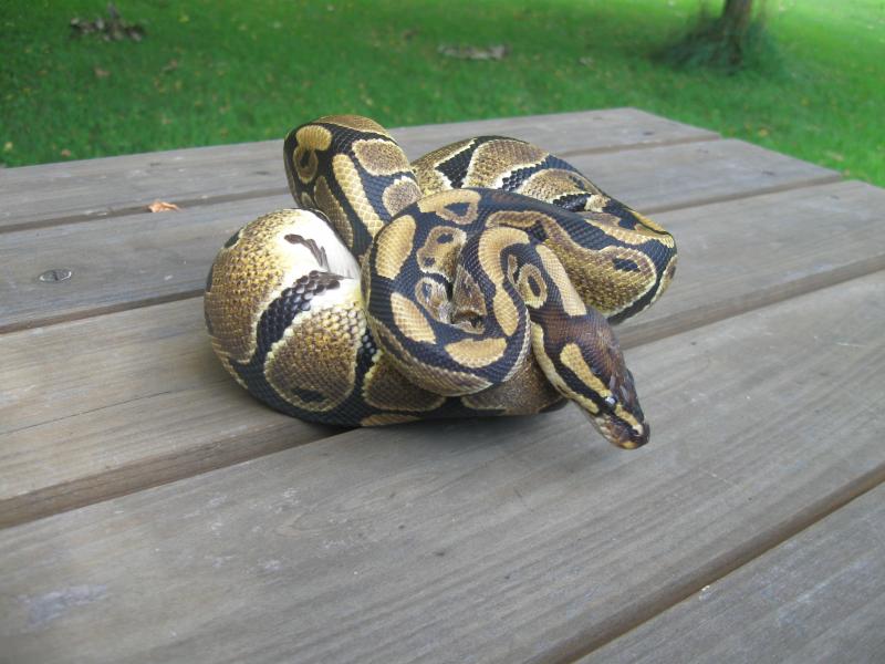 Colby curled up, sitting on the picnic table.
