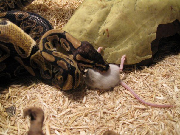 Colby eating a mouse, yum.