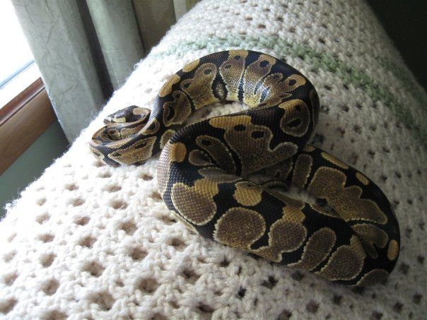 Colby in deep thought on the back of the couch...Hmmm, lol.