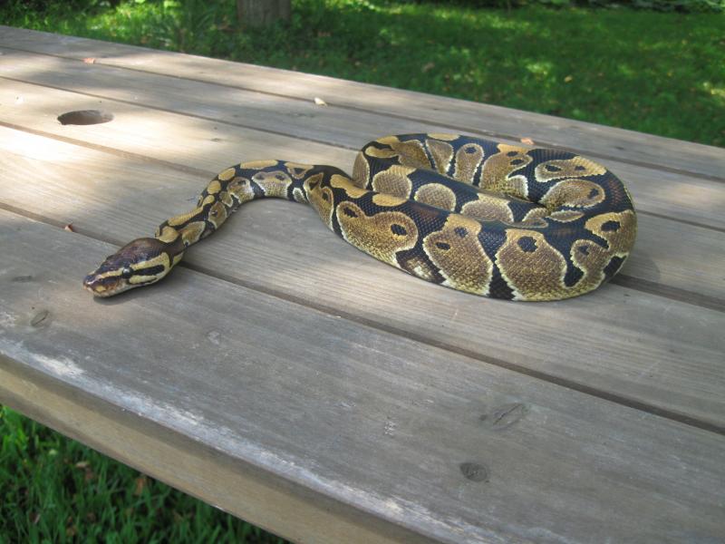 Colby resting on the picnic table.