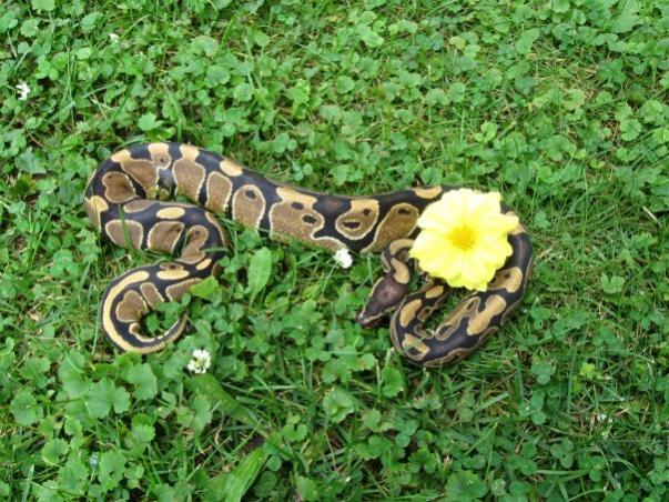 Colby with a flower, Beautiful girl.