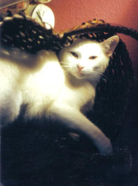 Cootas (2000)