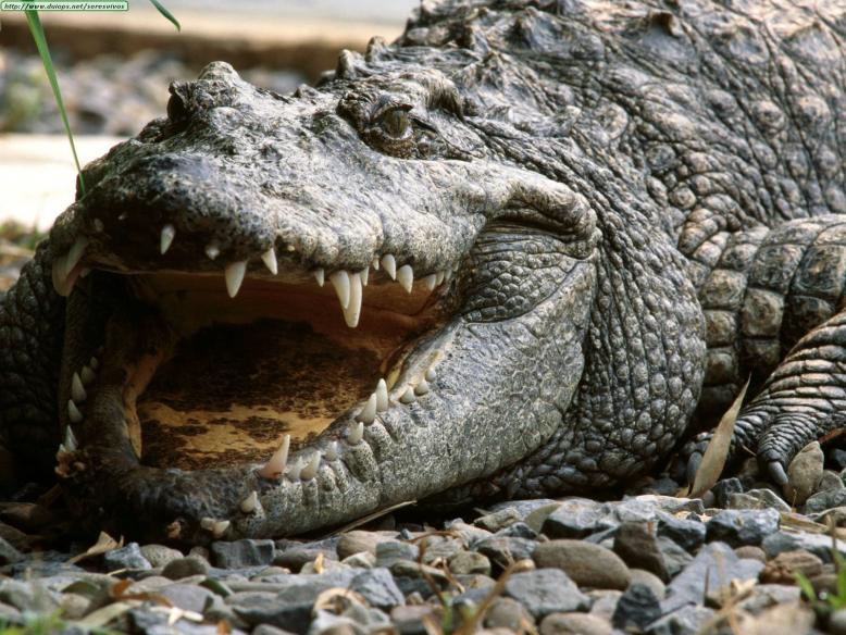 croc3