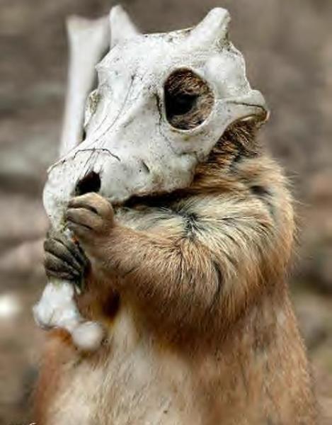 Cubone! x3 

-Donated by *Dark*Master-
