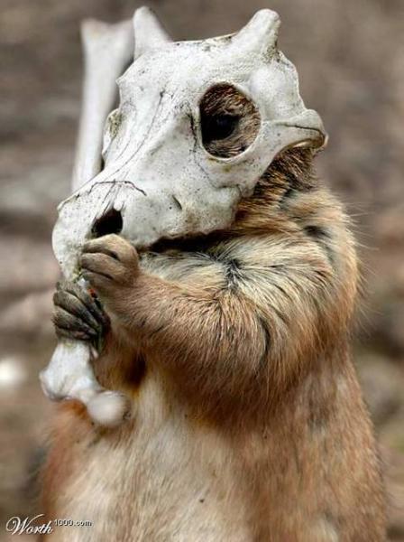 cubone