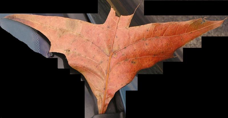 Da-na-na-na-na-na-na-na-na-na-na-na...  Bat-Leaf!