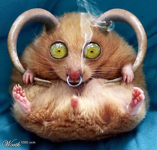 demon hamster