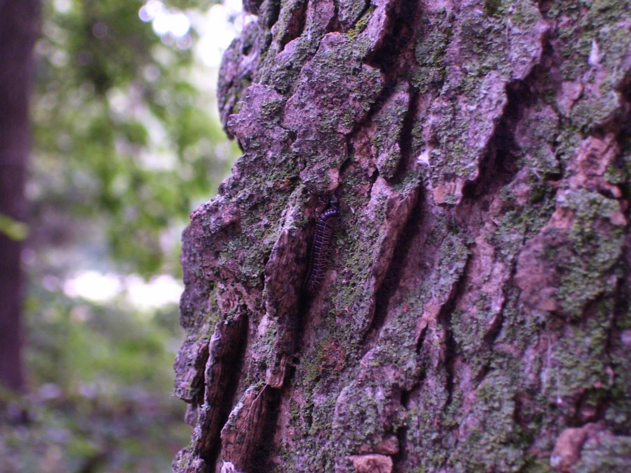 do u see the bugs?