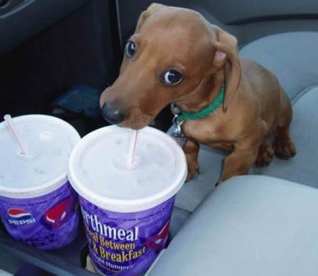 dog drinking soda