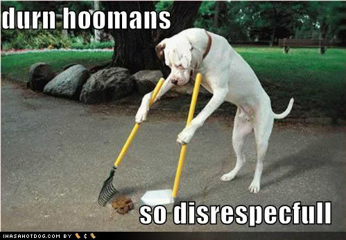 doggy cleaning up poop