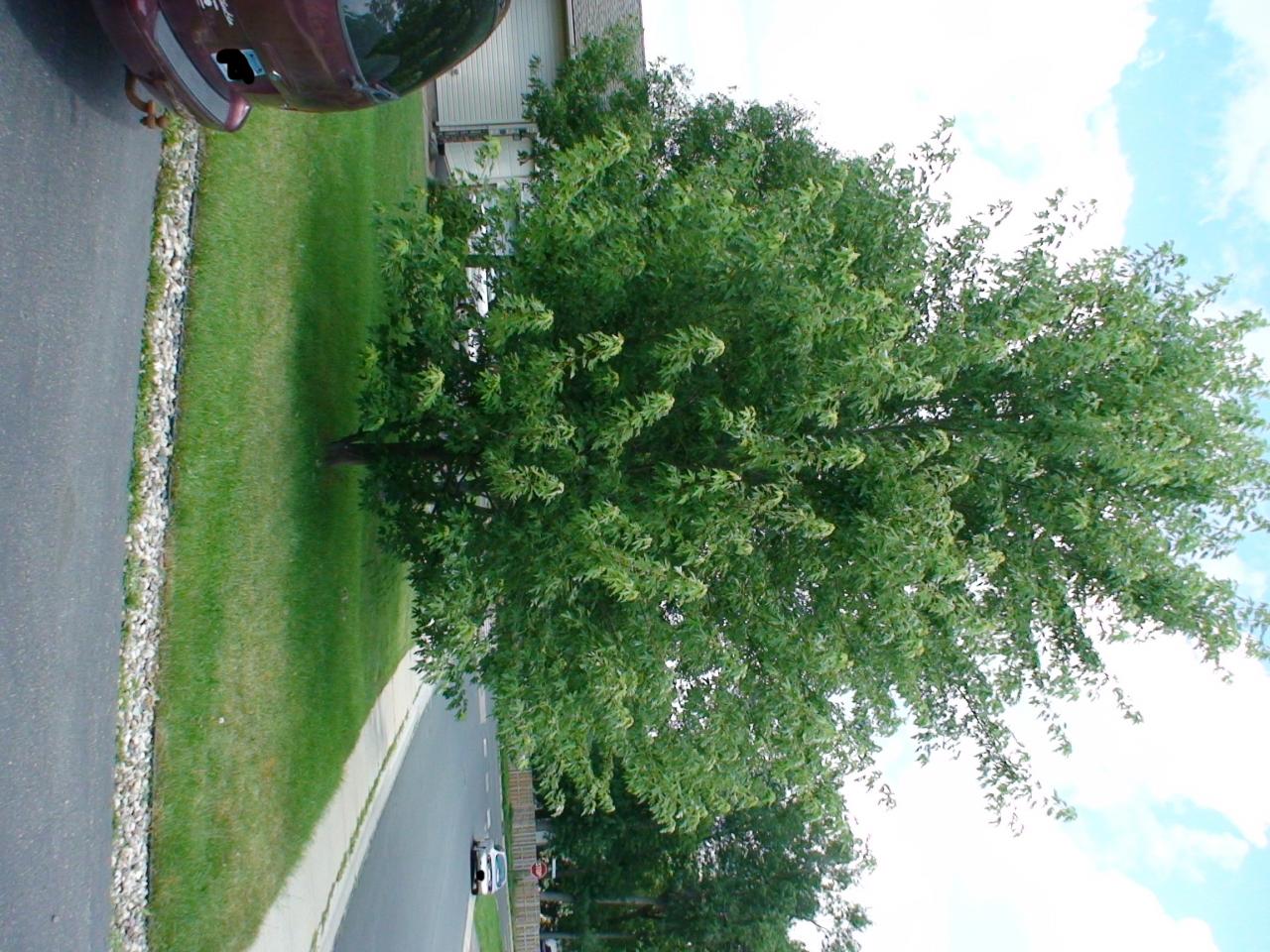DSC03429v2
