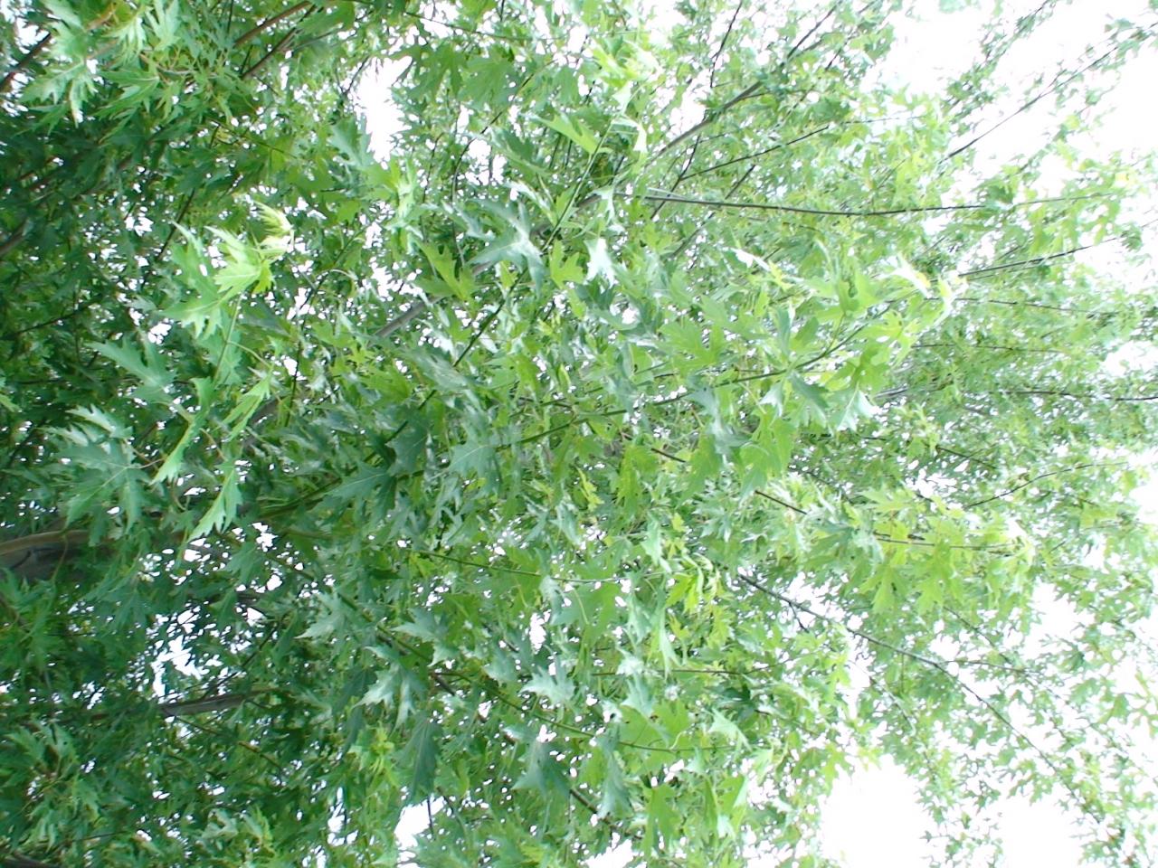 DSC03432