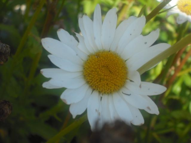 DSCF0040