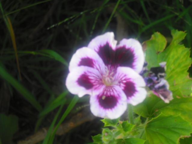 DSCF0045