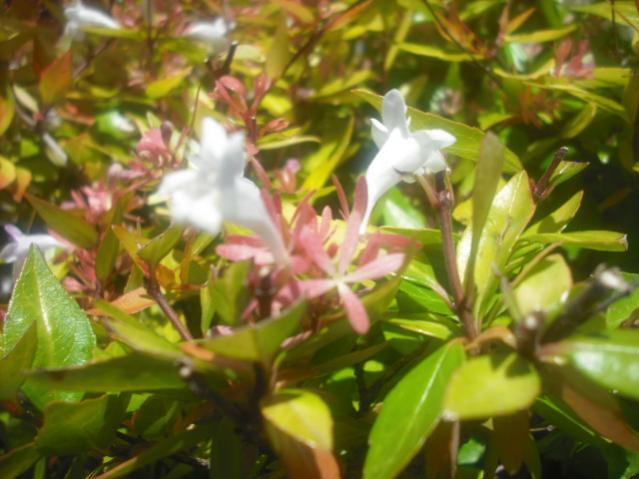 DSCF0049