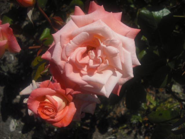 DSCF0052
