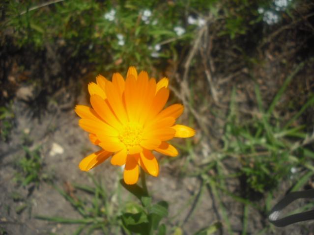 DSCF0053