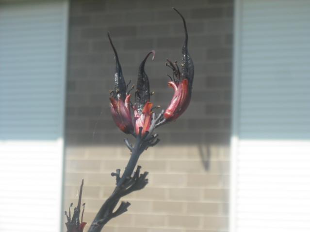 DSCF0064