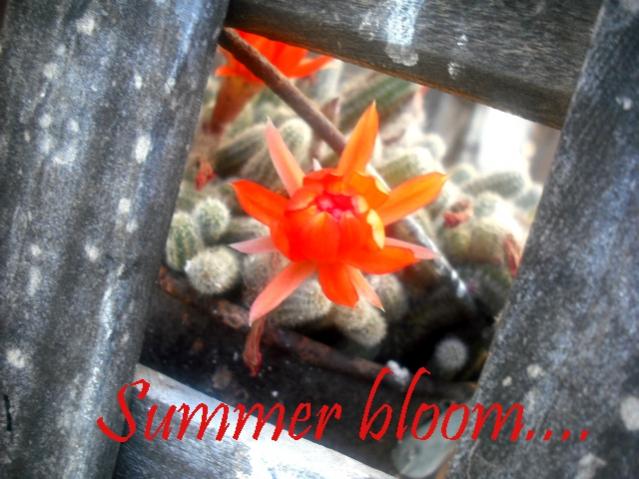 DSCF0074