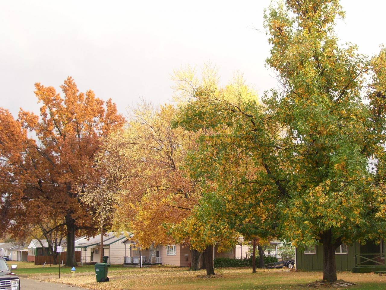 Fall colors
