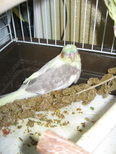 Falling Asleep

June 7th, 2009

After a good snack on her millet, Angel passed out...