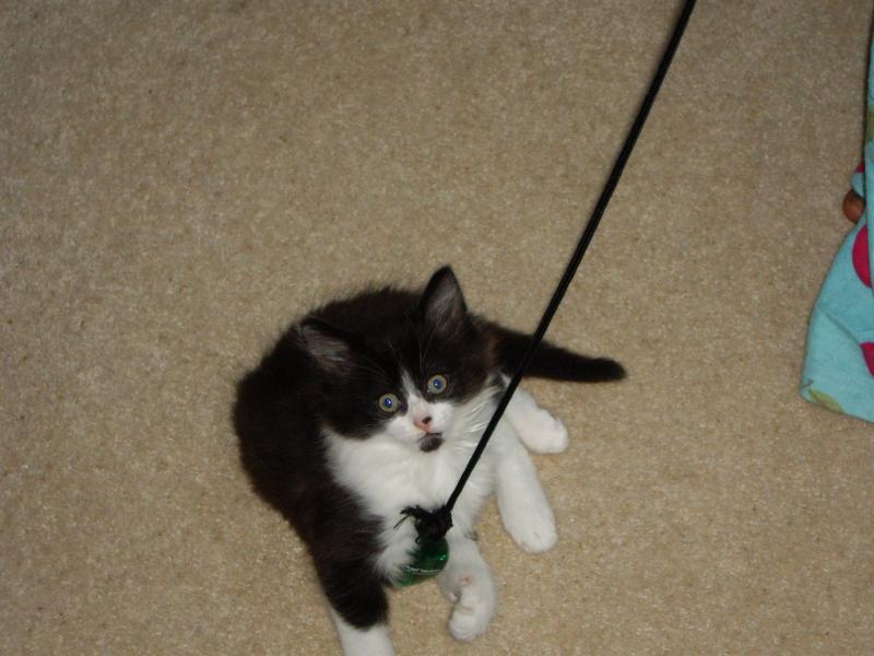 Felix at 2 months