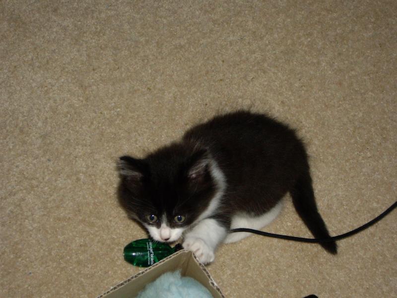 Felix destroying my pen-holder at 2 months.