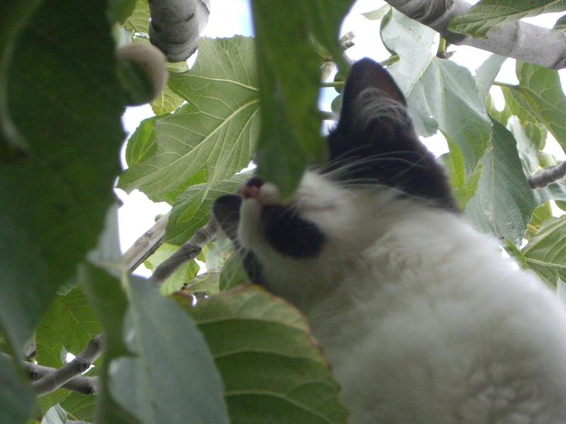 Felix getting himself up a tree at 7 months.
(why do cats always do that?)