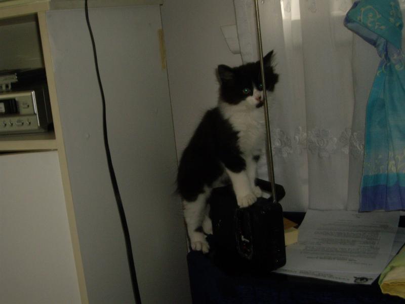 Felix knocking the radio over at 5 months.