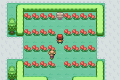 flower yard