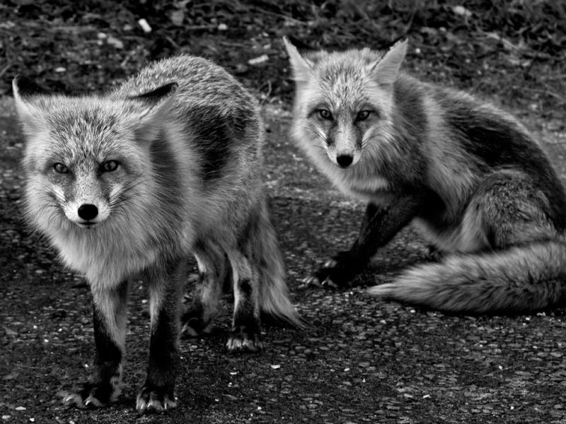 Fox