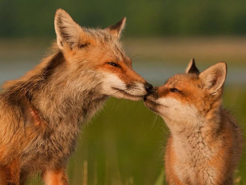 Foxes. My favorite animals