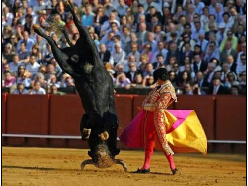 funny bull

*ker-plunk* a failed somersault
