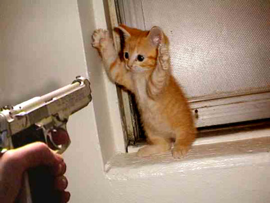 funny cats 3