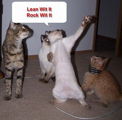 funny dancing cats