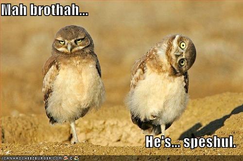 funny owls

two owls