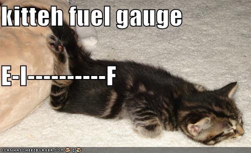 funny pictures kitten is almost out of fuel