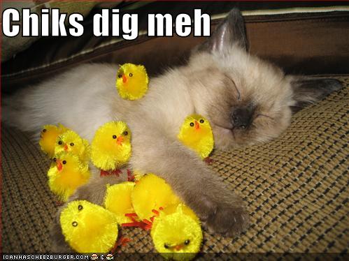 funny pictures sleeping kitten chicks