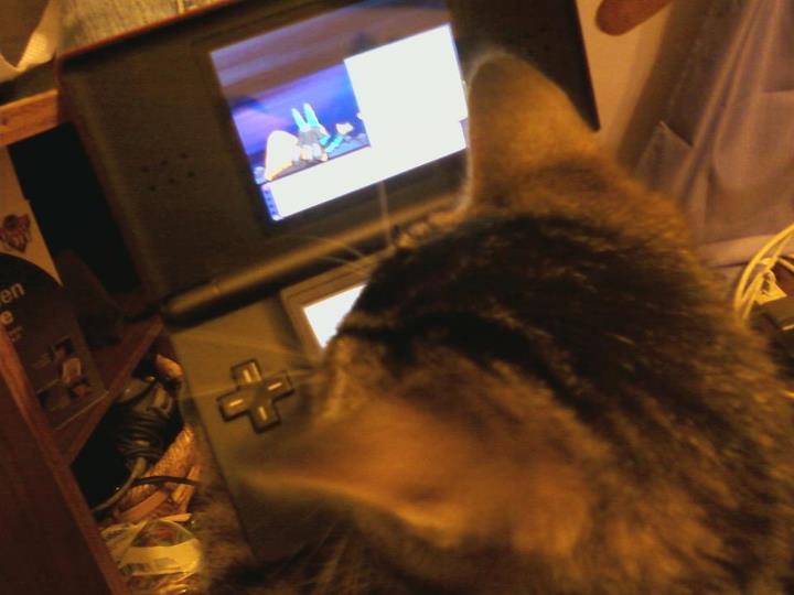 Geddy keeping his attention on my game of Platinum.