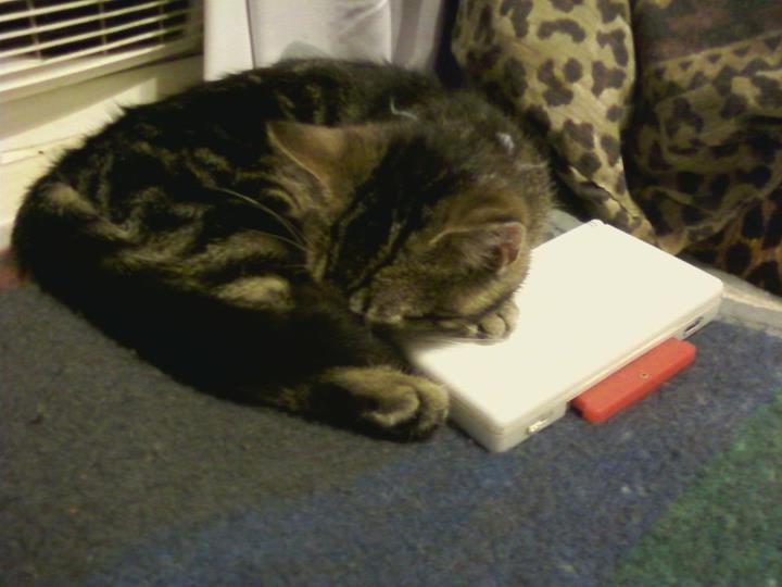 Geddy, when he was little, fell asleep on one of my DSs. Good thing I wasn't using it.