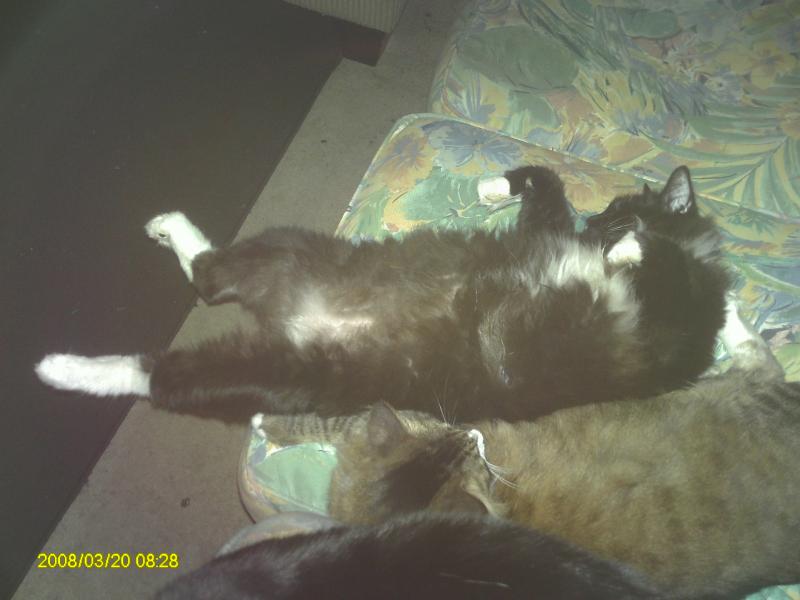 gizmo hes a crazy kitty