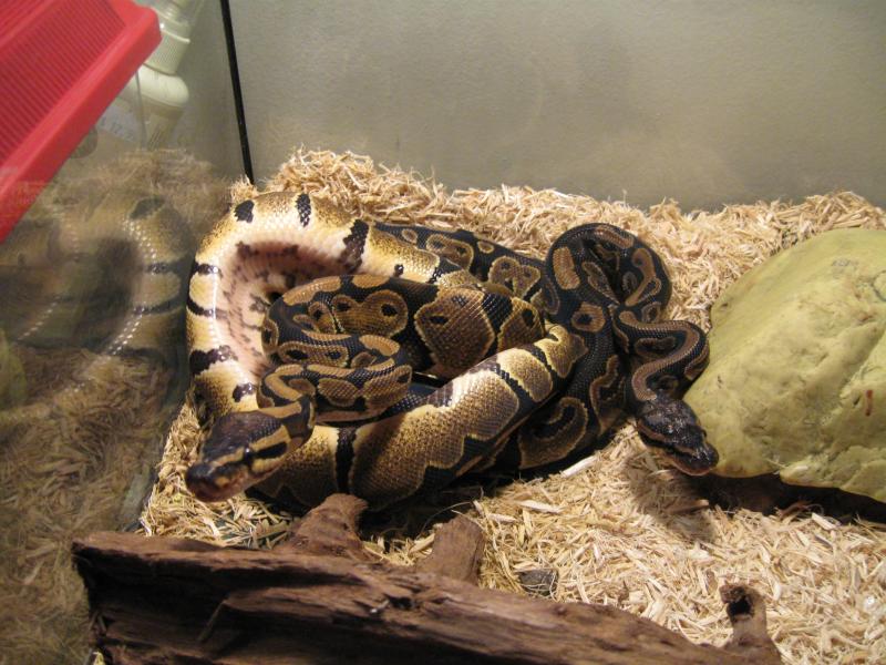 Glaedr & Colby after a feeding.