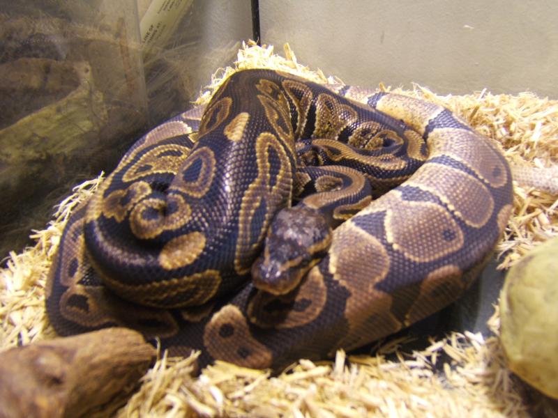 Glaedr & Colby snuggling...Awww.
