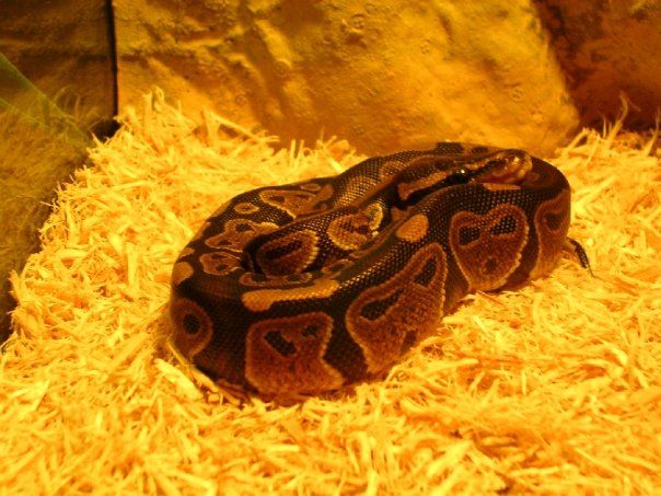 Glaedr on the day I brought him home.