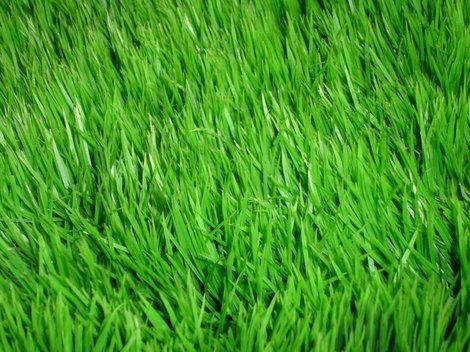 Grass