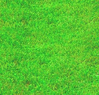 Grass.