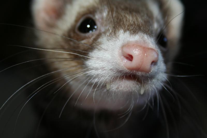 He has like.. vampire fangs.