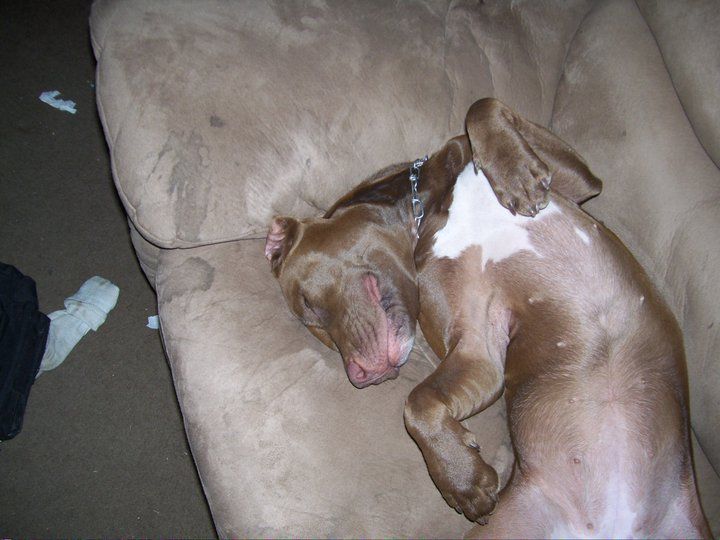Her as a puppy on her couch.
